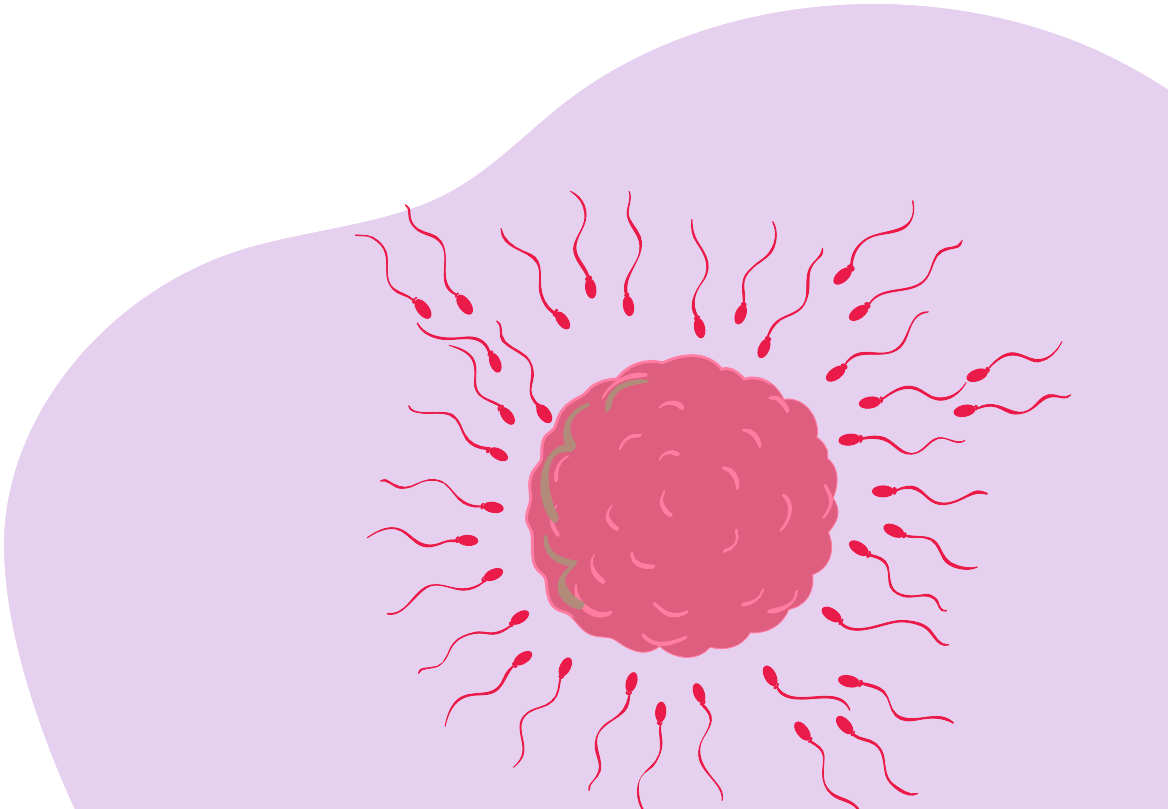 Fertile Window: When Are You Most Fertile?